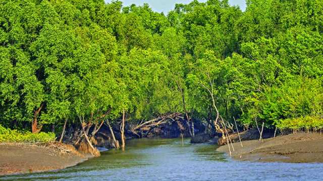সুন্দরবনে প্রবেশে ১ জুন থেকে তিন মাসের নিষেধাজ্ঞা