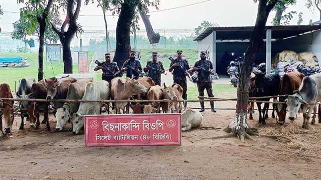 সপ্তাহের ব্যবধানে ভারতীয় গরুসহ সিলেটে কোটি টাকার পণ্য উদ্ধার