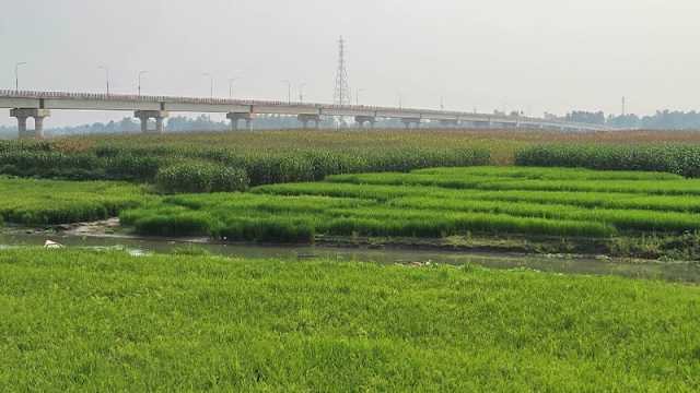 ধরলা-বারোমাসি নদীর বুকে বোরো ধান-ভুট্টার আবাদ