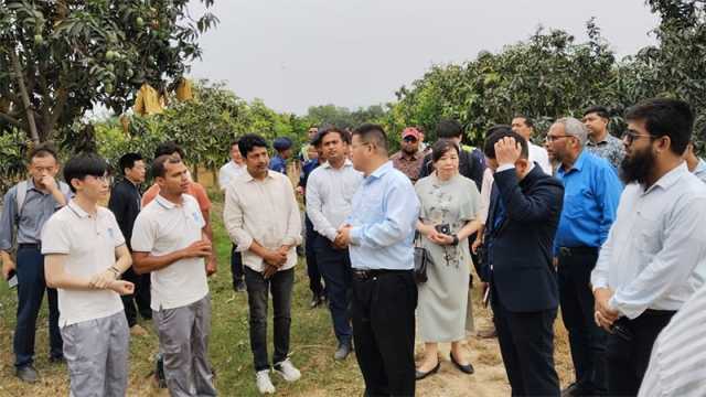 ১৫ লাখ টন আম নিতে চায় চীন