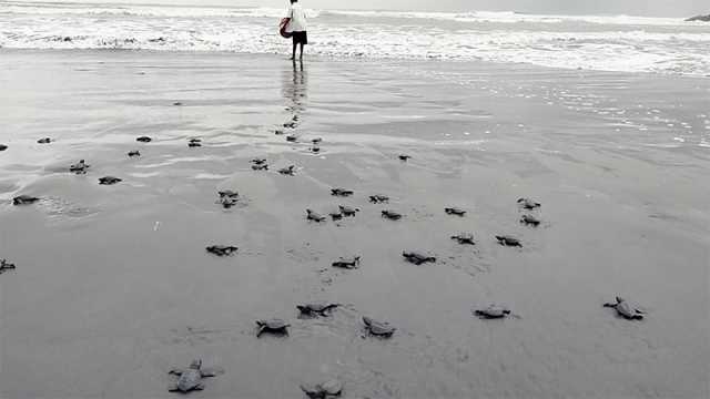 সমুদ্রে অবমুক্ত ৫২১ কাছিমছানা