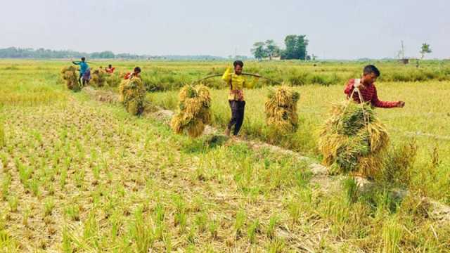 সুনামগঞ্জে ভারী বৃষ্টির পূর্বাভাস, কৃষকদের দ্রুত ধান কাটার আহ্বান