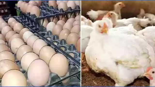 পহেলা মে থেকে সারাদেশে ডিম-মুরগি উৎপাদন বন্ধের ঘোষণা প্রত্যাহার