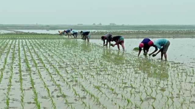 ক্ষতির কবলে কৃষক, নেই সুরক্ষা বলয়