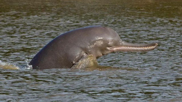 হুমকির মুখে গঙ্গার হাজারো ডলফিন
