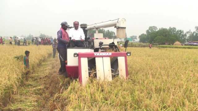 হবিগঞ্জে বোরো ধান কাটা উৎসব উদযাপন