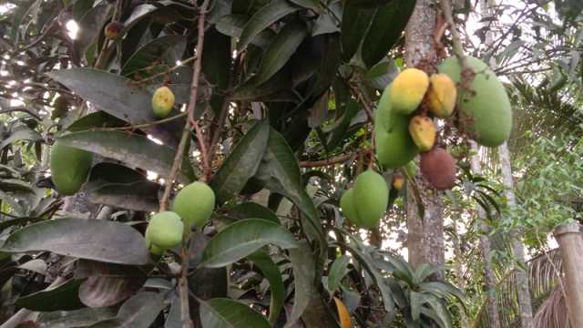 ঝরে পড়ছে আমের গুটি বিপর্যয়ের শঙ্কা