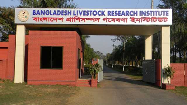 অজানা রোগে মৃত্যু চার গরুর, নিলামে বিক্রি ৩টি