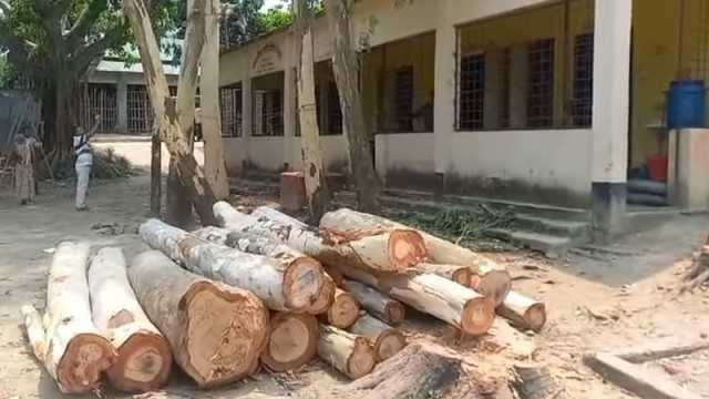 বিদ্যালয়ের ১৮টি গাছ বিক্রি করলেন প্রধান শিক্ষক 