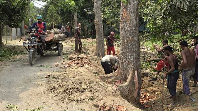 চারঘাটে বিএনপি নেতাদের বিরুদ্ধে সড়কের গাছ কাটার অভিযোগ