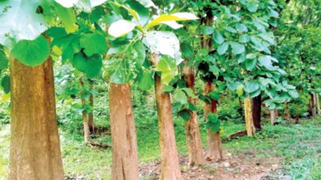 ‘ন্যাড়া পাহাড়ে’ নান্দনিক সেগুন বাগান