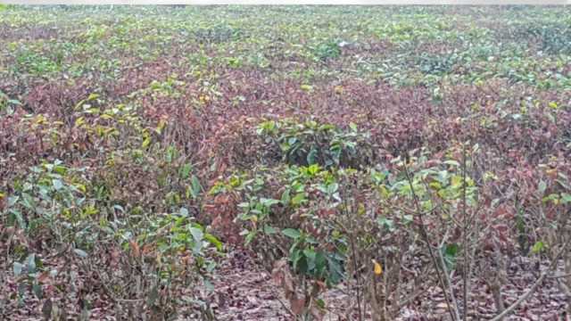 বৃষ্টি নেই, আসছে না নতুন কুঁড়ি