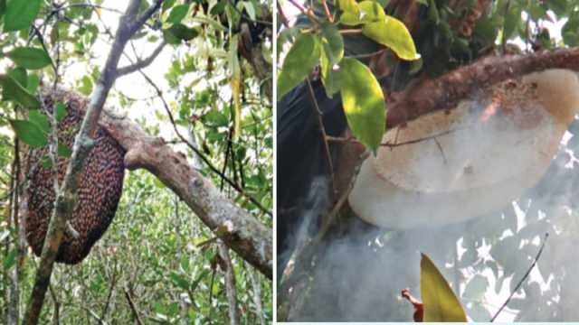 কুমির-বাঘে ভয় নেই যত ভয় ডাকাতে