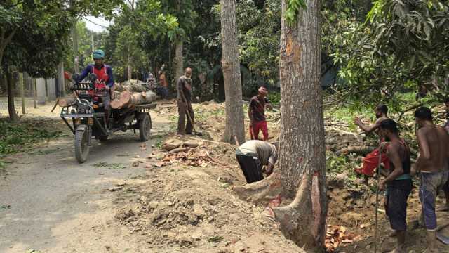 সড়কের গাছ কাটলেন বিএনপির দুই নেতা