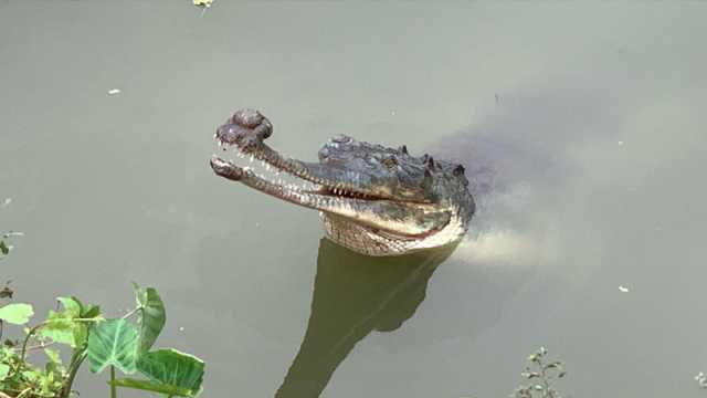 দেশের প্রথম ঘড়িয়াল প্রজনন কেন্দ্র হলো রাজশাহীতে