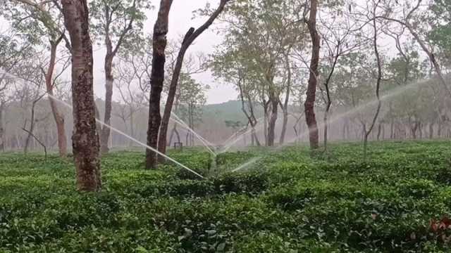 বিপর্যয়ের মুখে চা উৎপাদন