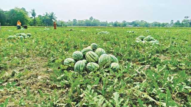 বৈরী আবহাওয়া ও নকল বীজে সর্বনাশ