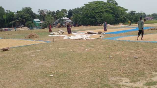 বাধ্য হয়ে কম দামে ধান বিক্রি করছেন হাওরের কৃষক