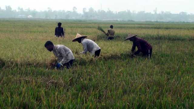 শ্রমিক সংকটে বিপদে কৃষক বন্যার শঙ্কা বাড়াচ্ছে উদ্বেগ