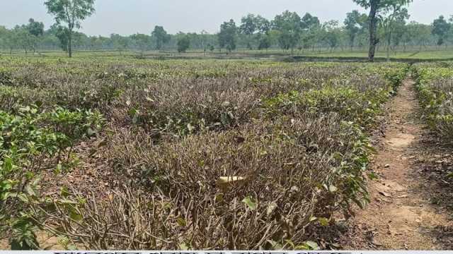 খরায় পুড়ছে চা বাগান উৎপাদনে ধস