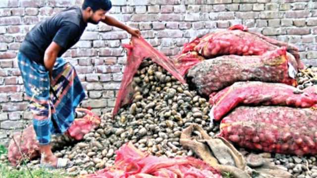 সংরক্ষণের অভাবে পচনের শঙ্কায় শত শত বস্তা আলু