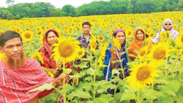 ঊর্ধ্বমুখী হাসি সূর্যমুখীর