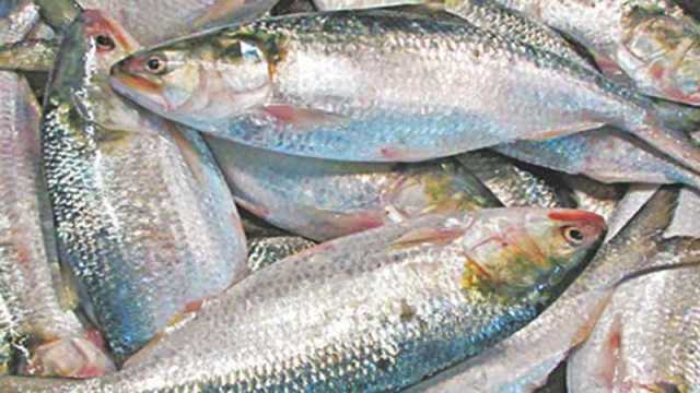 পহেলা বৈশাখের বাজারে ‘রাজা’ রূপে ইলিশ