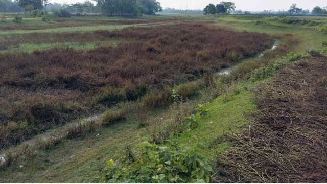 প্রমত্তা রূপসী হাতিমারা নদী এখন ফসলি জমি