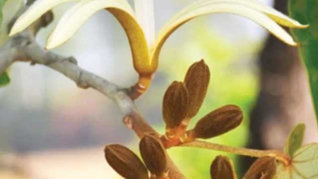মুচকুন্দ ফুল দেখতে যেমন