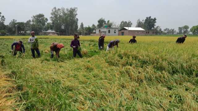 ফলন ও দাম ভালো হলেও চোখ রাঙাচ্ছে কালবৈশাখী