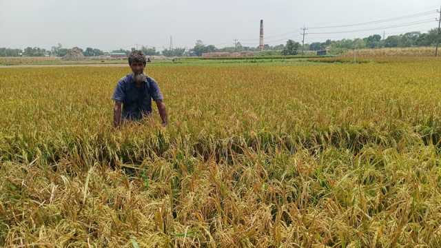 রাতের ব্যবধানে শত কৃষকের সর্বনাশ