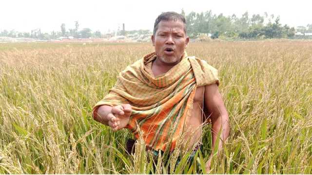 ইটভাটার বিষাক্ত ধোঁয়ায় ১৭ একরের ধান চিটা