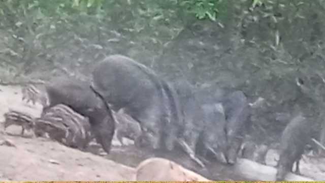 সাতছড়ির তেলমাছড়ায় পানি সংকটে বন্যপ্রাণী