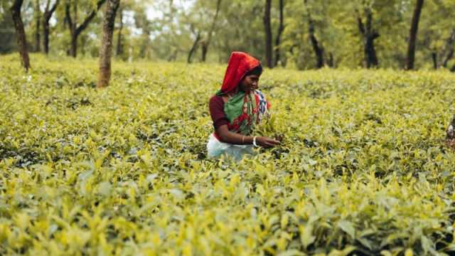 দু’মাস দেরিতে ২৪ বাগানে চায়ের উৎপাদন শুরু