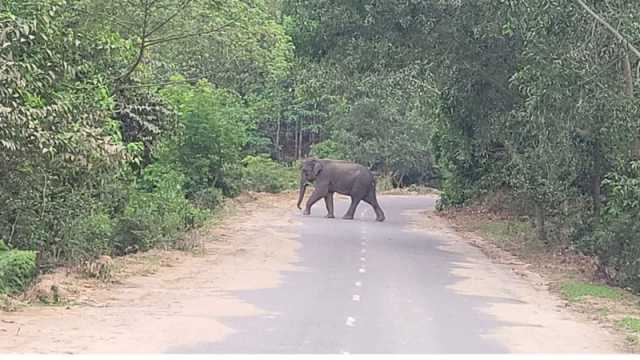 সড়ক আটকে দাঁড়াল হাতির পাল, ৪ ঘণ্টা যোগাযোগ বন্ধ