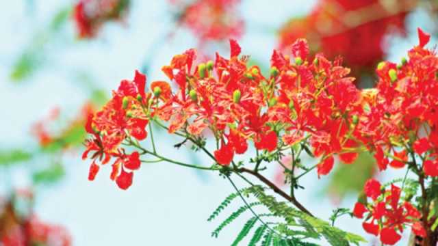 এই সময়ের ফুল