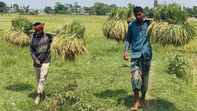 হাওরে হাওরে ধান কাটার ধুম