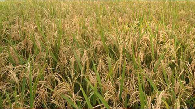 আধিপত্যের দ্বন্দ্বে নষ্ট হওয়ার পথে ২৫০ বিঘার পাকা ধান