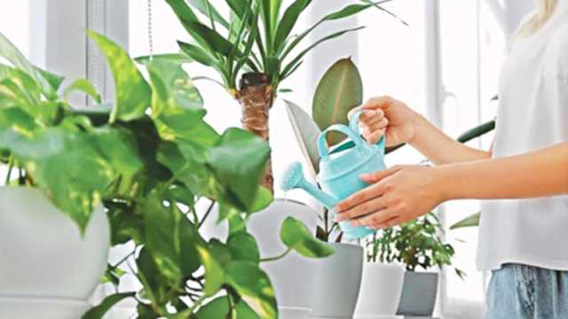 এ সময়ে গাছের পরিচর্যা