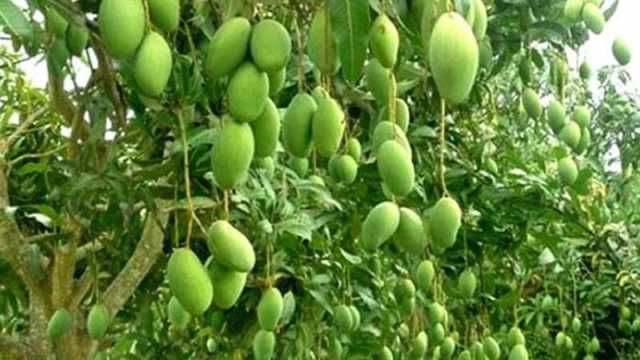 চৈত্রের বৃষ্টিতে দুই বছর পর ভালো ফলনের আশা