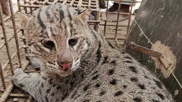 হাঁসের খামারে আটকা পড়ল মেছোবাঘ