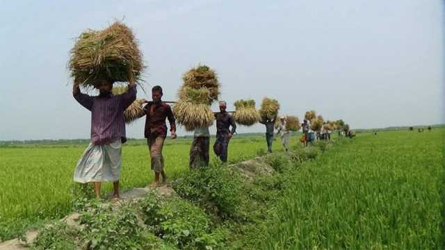 শ্রমিক সংকটে হাওরের ধান কাটা নিয়ে বিপাকে কৃষক