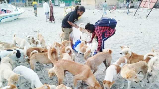 সেন্টমার্টিনে বন্ধ্যা করা হচ্ছে ৩ হাজার কুকুর