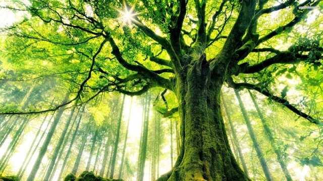 প্রকৃতির আছে নিজস্ব ইন্টারনেট