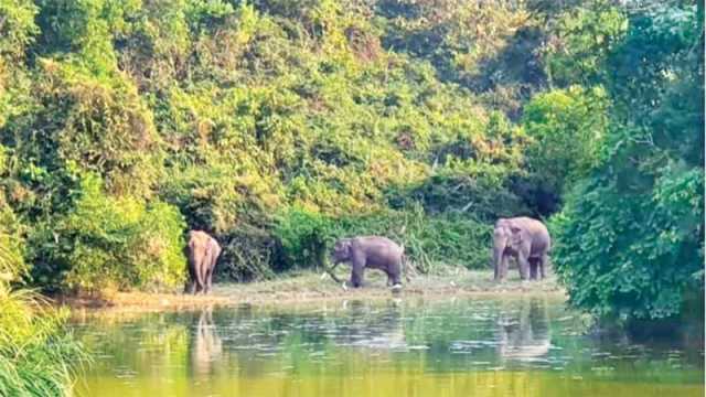 যখন-তখন কাঁপন ধরায় ক্ষুধায় কাতর হাতি