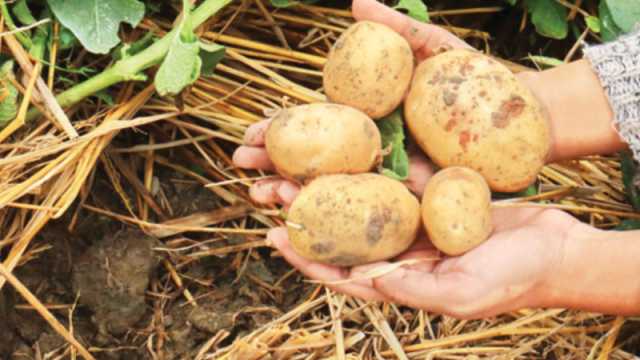 আলুর ফলন বৃদ্ধিতে আশা দেখাচ্ছে বিনা চাষ পদ্ধতি