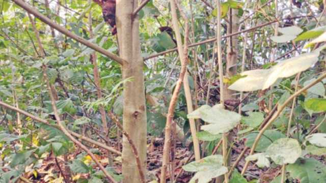 মিয়াওয়াকি গাছ বাড়ে ১০ গুণ গতিতে