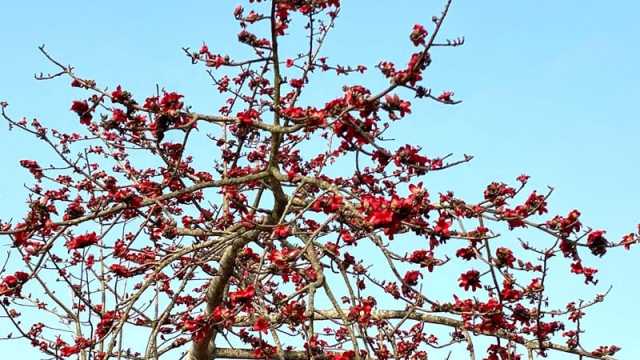 কমলগঞ্জে শিমুলের সৌন্দর্যে সেজেছে প্রকৃতি