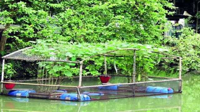 পুকুরে মাছ, পাড়ঘেঁষে সবজি ও ফলের বাগান