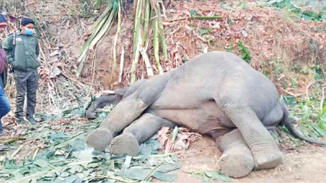 চকরিয়ায় বৈদ্যুতিক ফাঁদে আবারও হাতির মৃত্যু